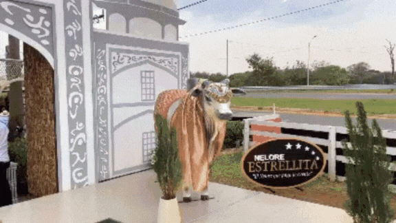 Música de violín para un evento exclusivo con clientes de alto valor, creando una experiencia premium.